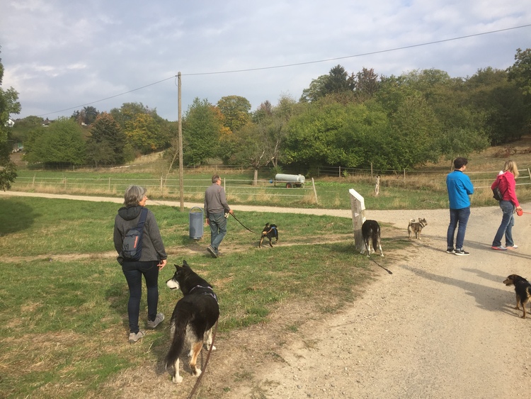 StadtLandHund Hunderunde Nasenarbeit Mantrailing Auslastung Wiesbaden