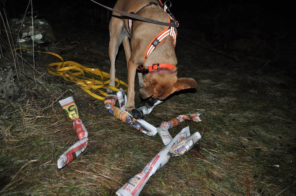 StadtLandHund Hunderunde Nasenarbeit Mantrailing Auslastung Wiesbaden